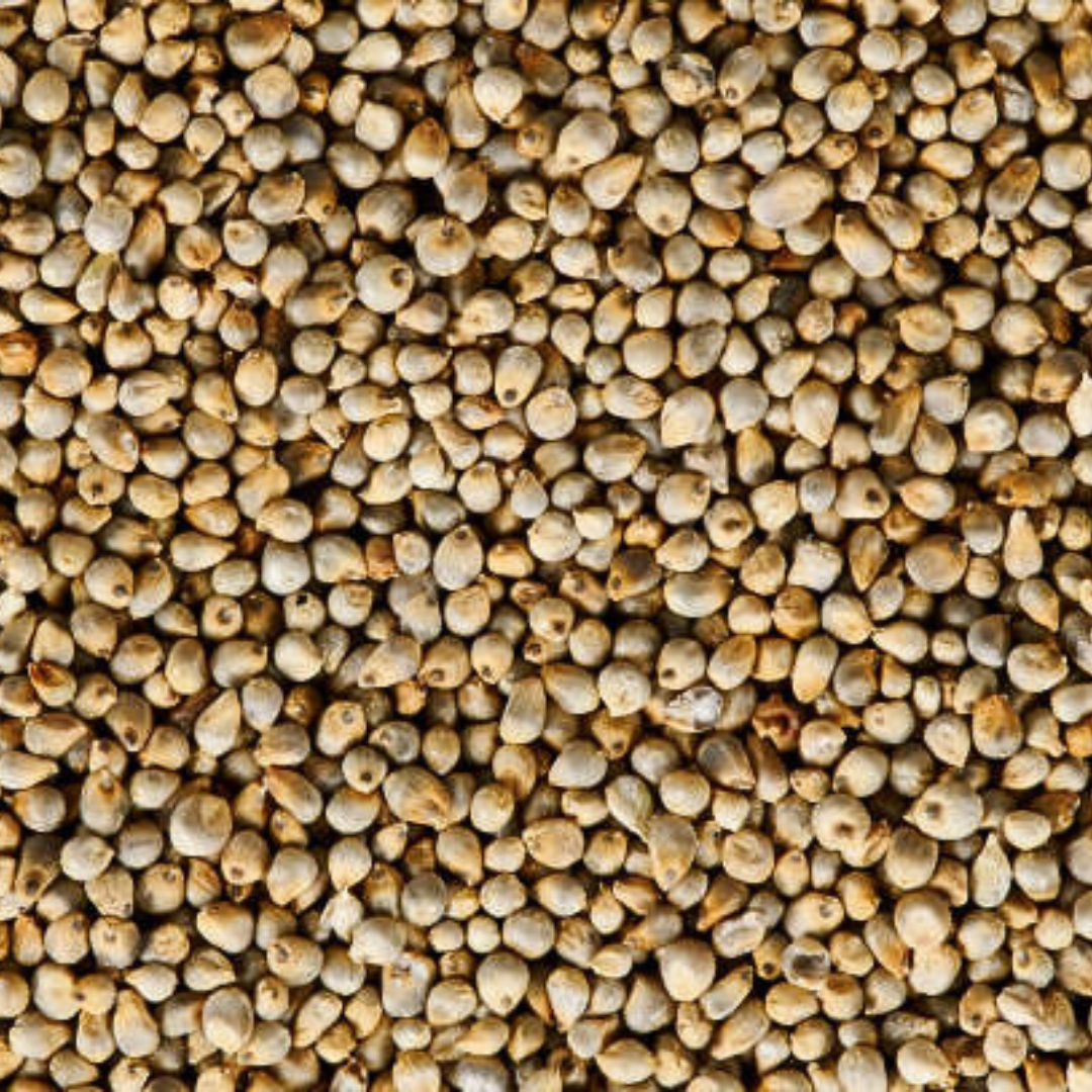 quinoa Seed-Chenopodium quinoa-Chenopodium quinoa